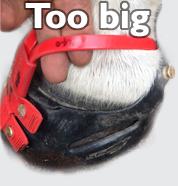 Scoot Boot_fangriemen3_web