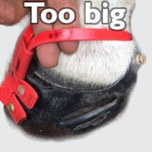 Scoot Boot_Mudstrap_too-loose_web